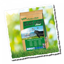 Black-angus-adult